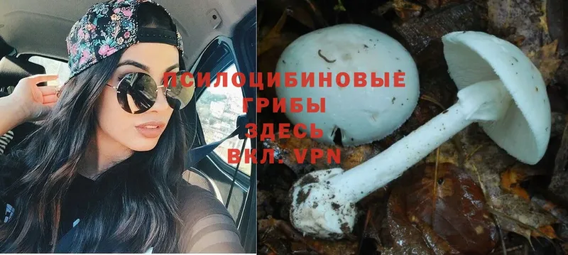 Псилоцибиновые грибы Cubensis  Спасск-Рязанский 